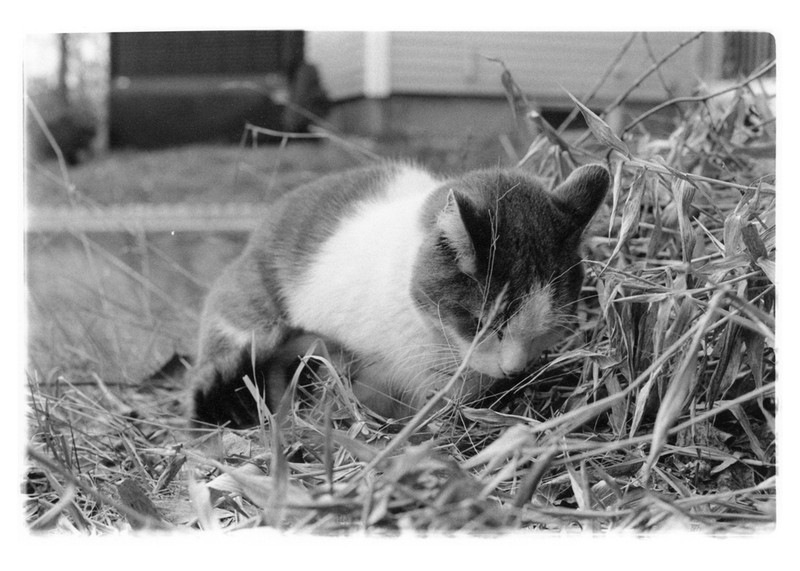 Art and Documentary Photography - Loading kitty_large.jpg